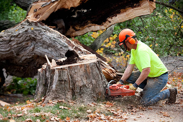 Emergency Storm Tree Removal in Clarksburg, WV